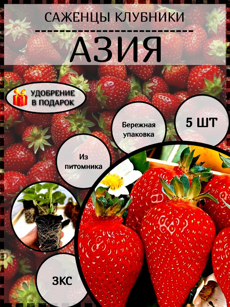 Саженцы клубники Азия с закрытой корневой системой 5 шт купить на OZON ...
