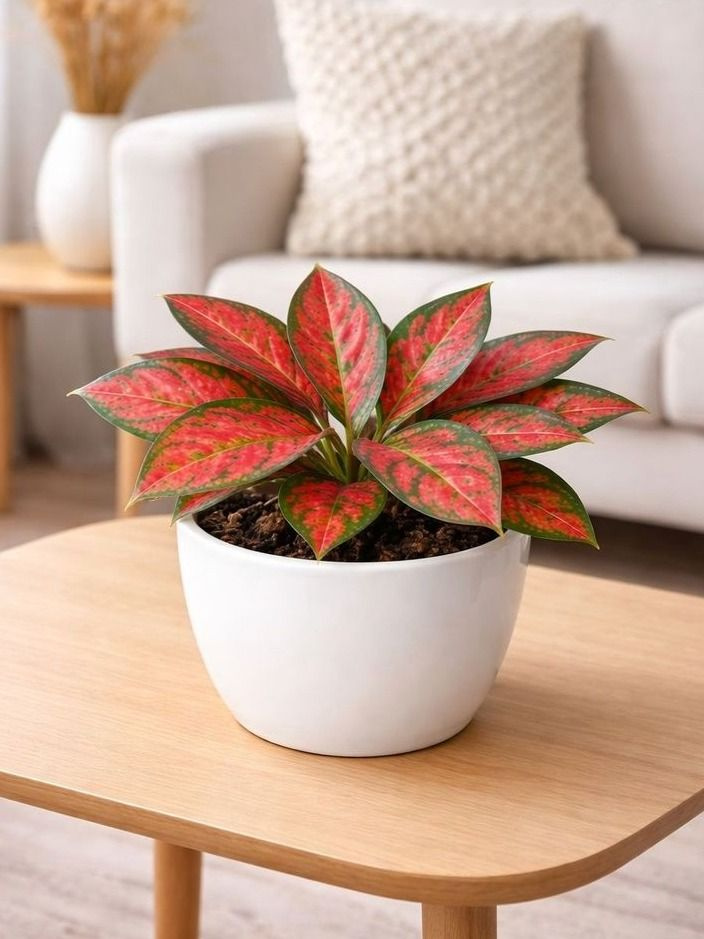 Живое комнатное растение Аглаонема Ред Фортуна (Aglaonema Red Fortune), 0,45л #1