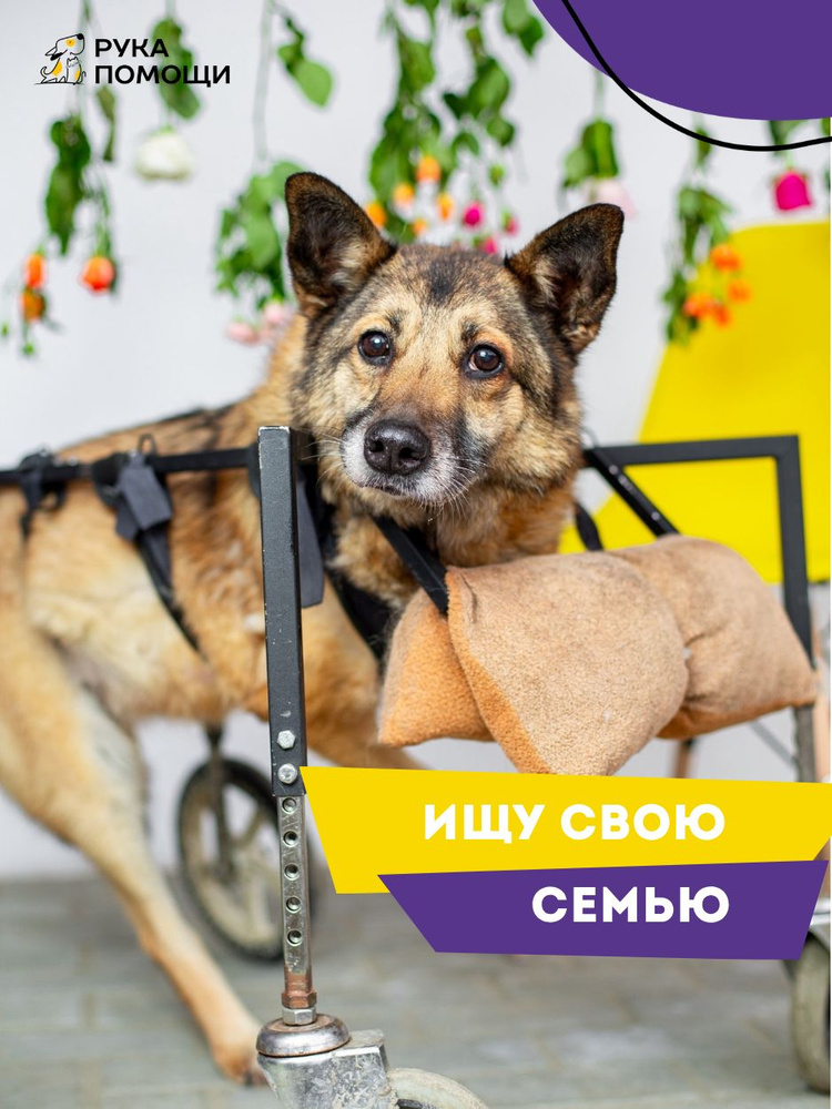 Помочь Гусе найти дом #1