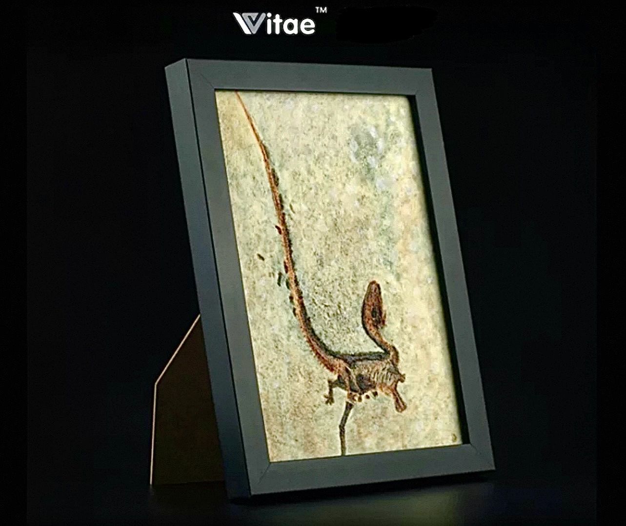 Sinosauropteryx Prima Декоративная модель окаменелости, Литография