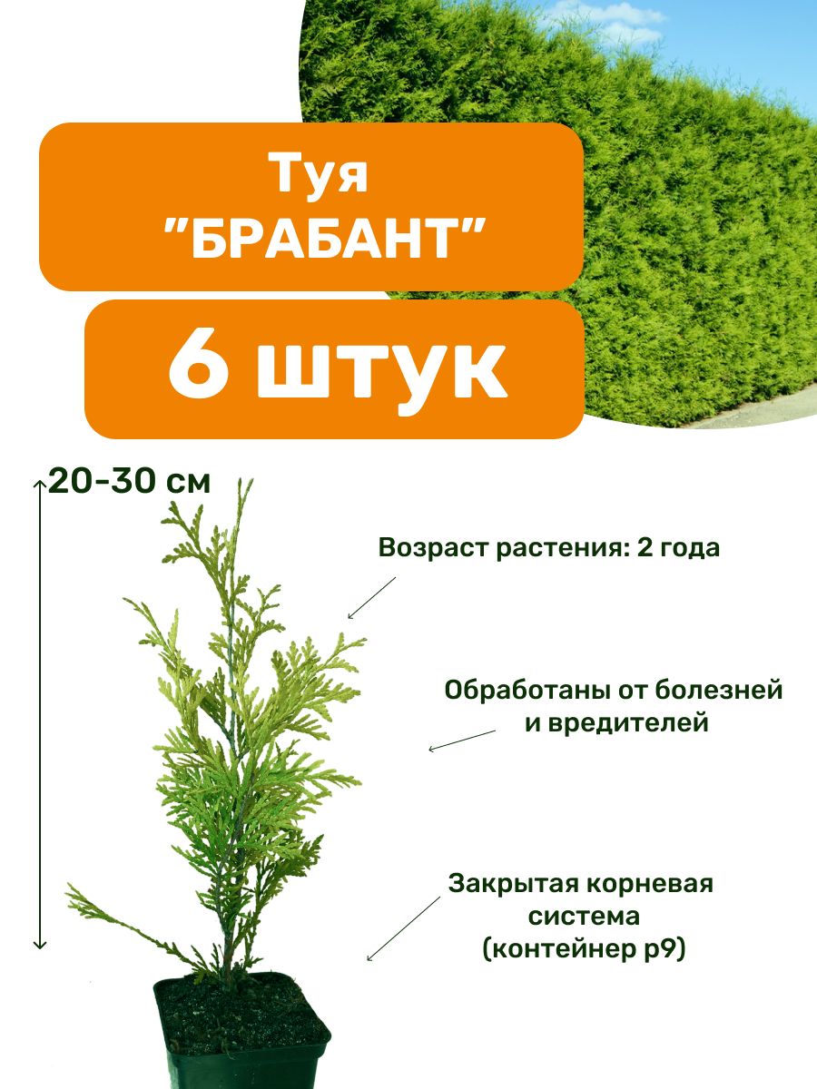 Ксения Барадина порно