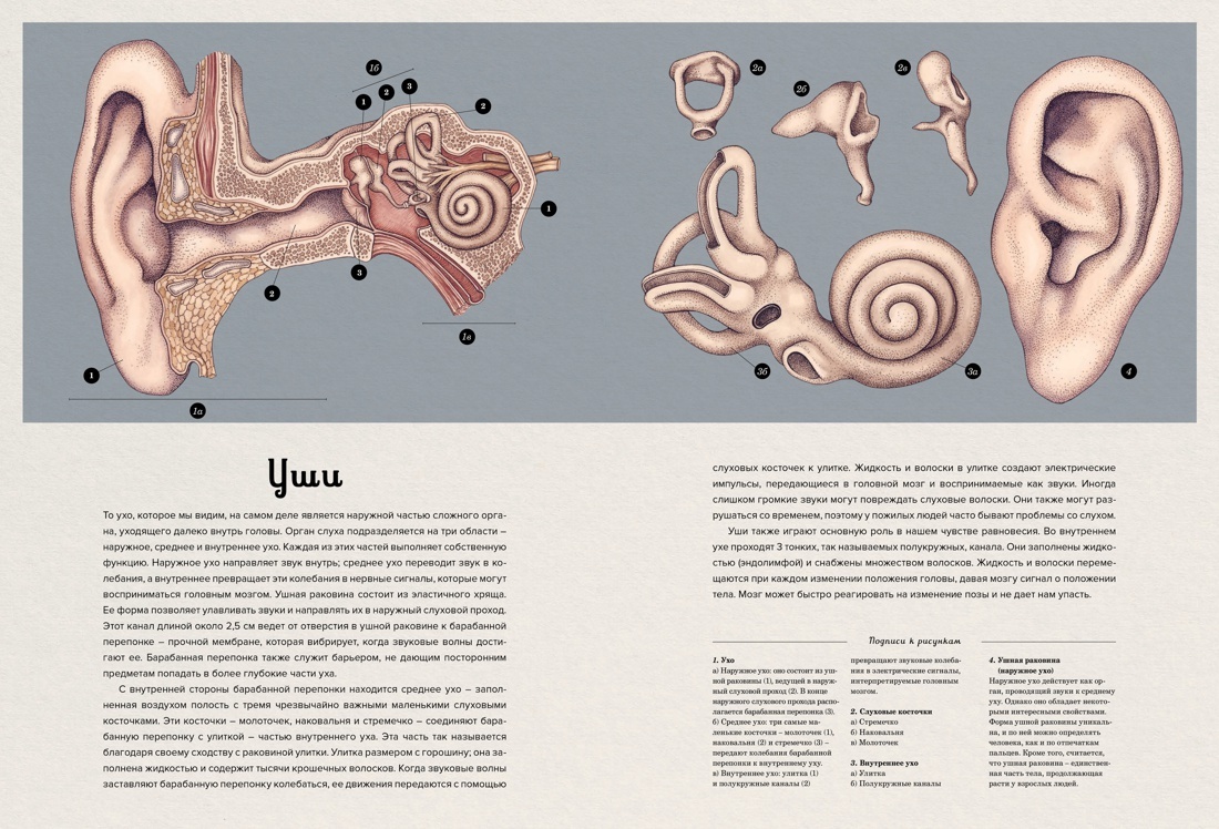 Анатомикум. Энциклопедия для детей | Anatomicum: Encyclopedia for Children - Ozon image 5
