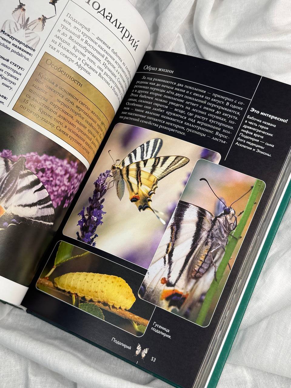 Бабочки. Иллюстрированный гид | Butterflies. Illustrated Guide - Ozon image 4