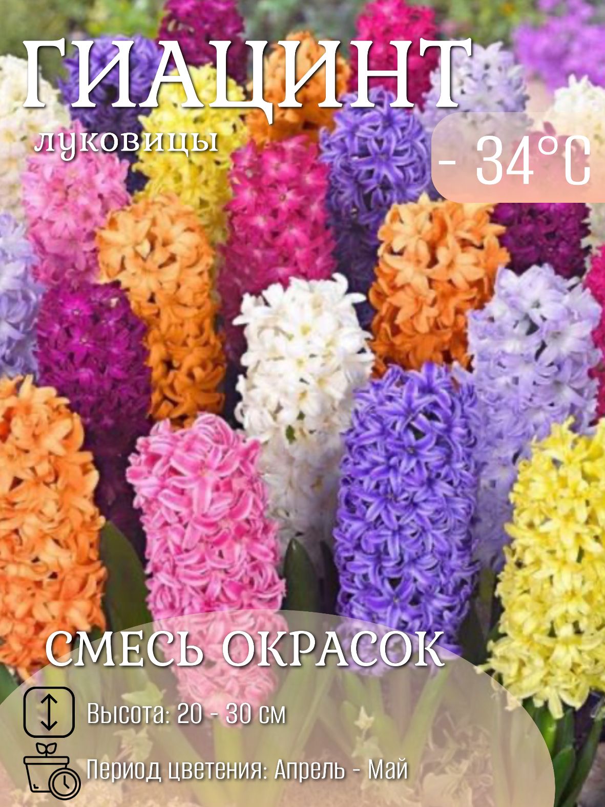 Гиацинтлуковицымноголетниецветы5шт