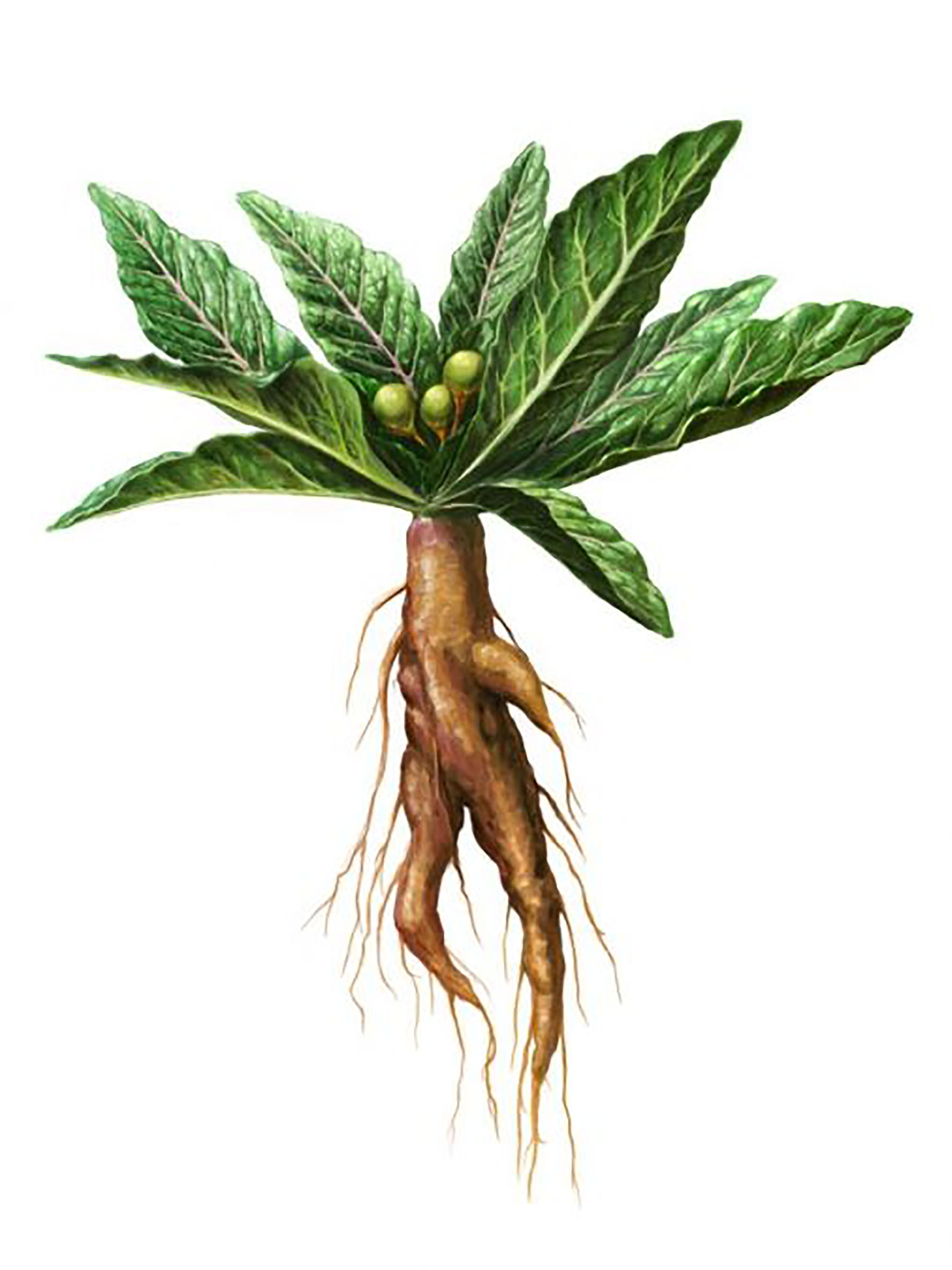 Постер"мандрагора",40смх30см