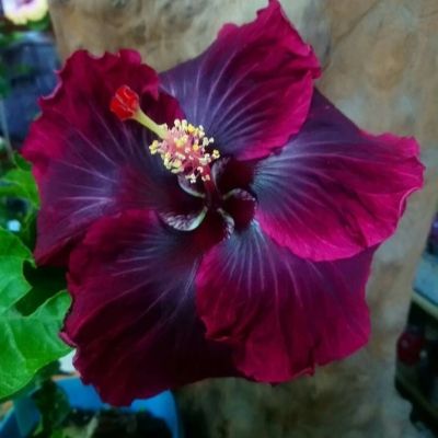 ГибискусЧерныйДраконсаженец