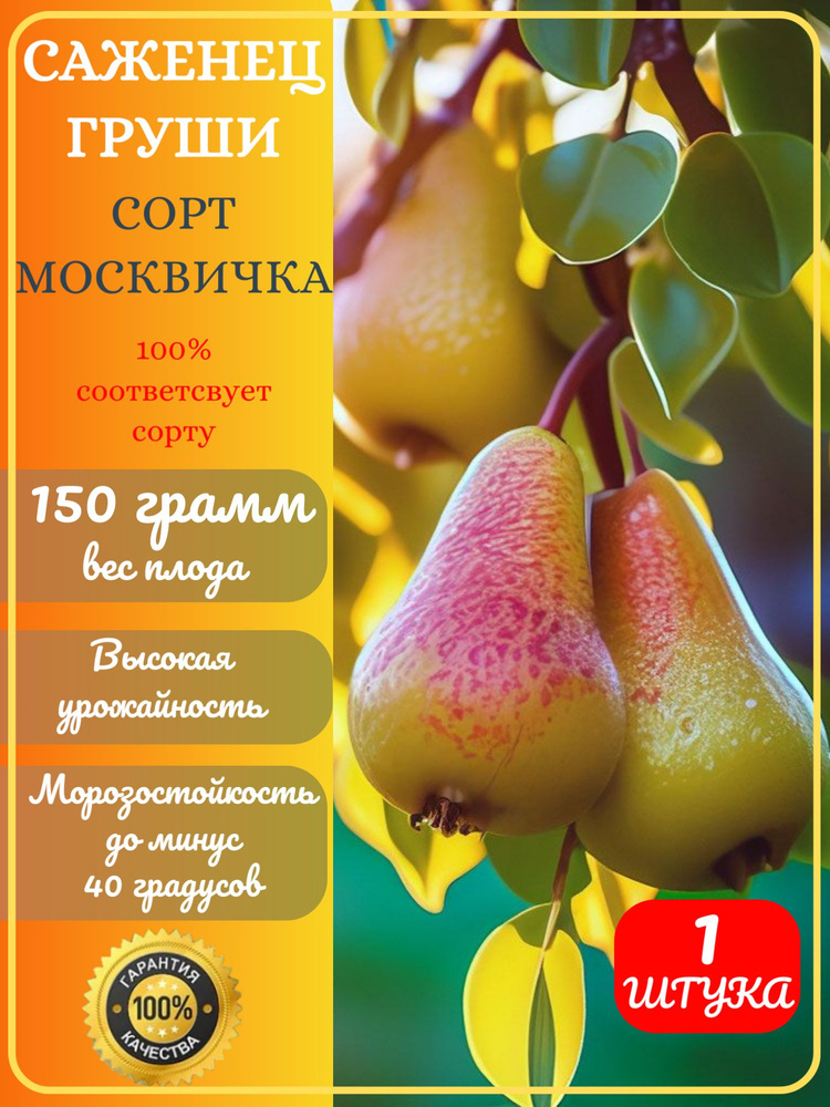 Груша Москвичка #1
