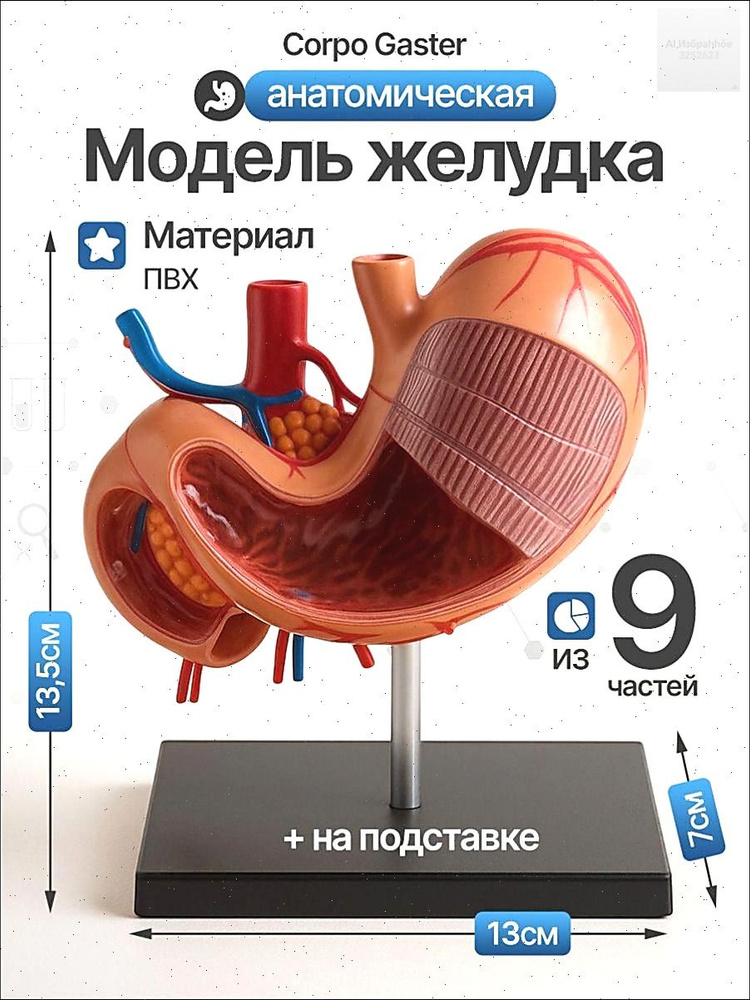 Анатомическая модель #1
