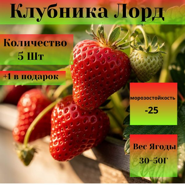 2 9 OZON 4542106855 2-9-ozon-4542106855