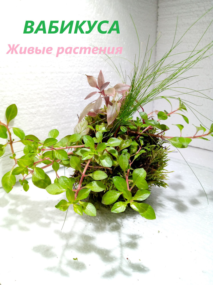 Вабикуса (0102) #1