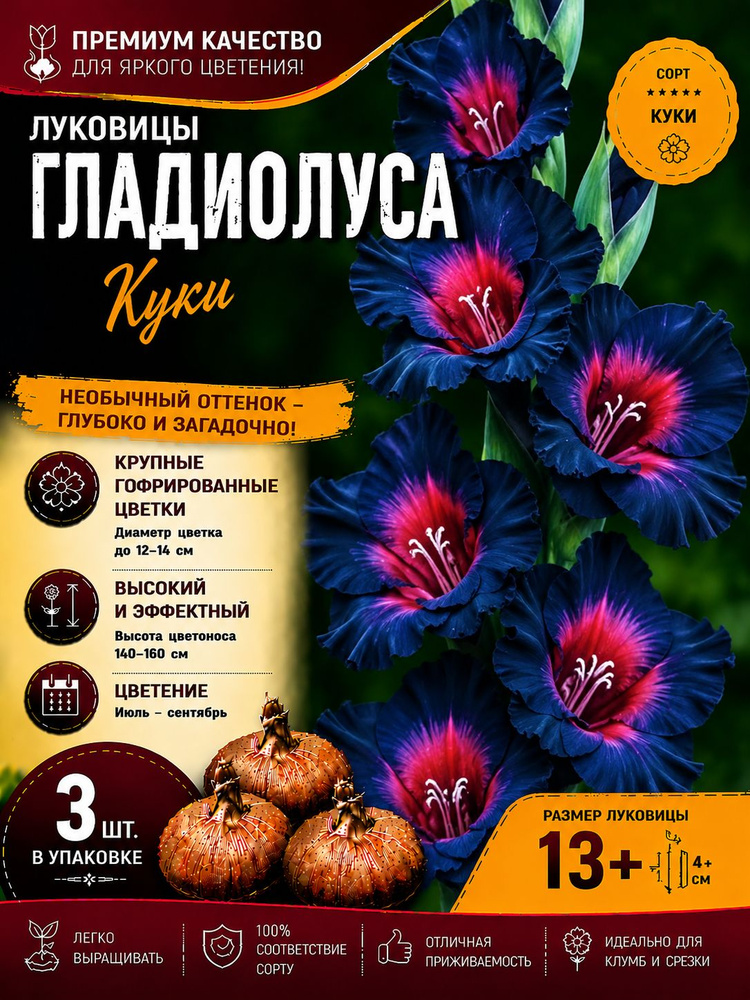Гладиолусы луковицы Куки #1