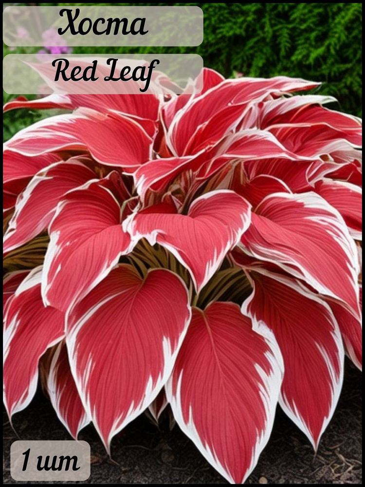 Хоста Red Leaf, 1 шт #1