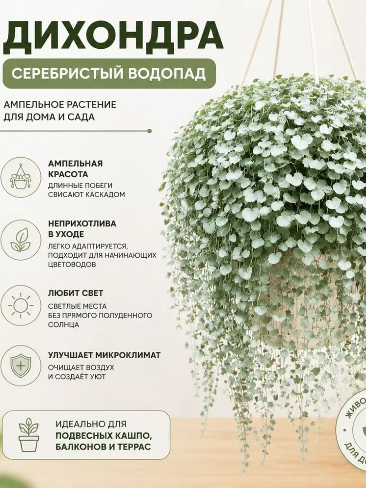 Дихондра #1