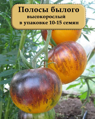 Семена томатов сорт Полосы былого #1