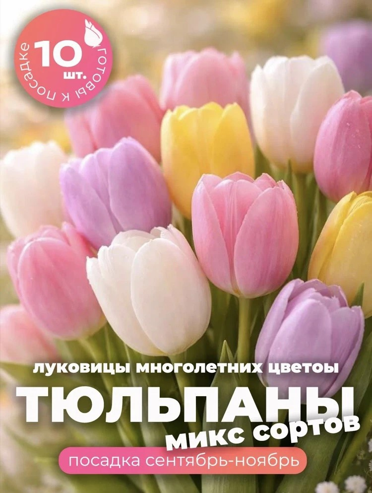 Луковицы #1