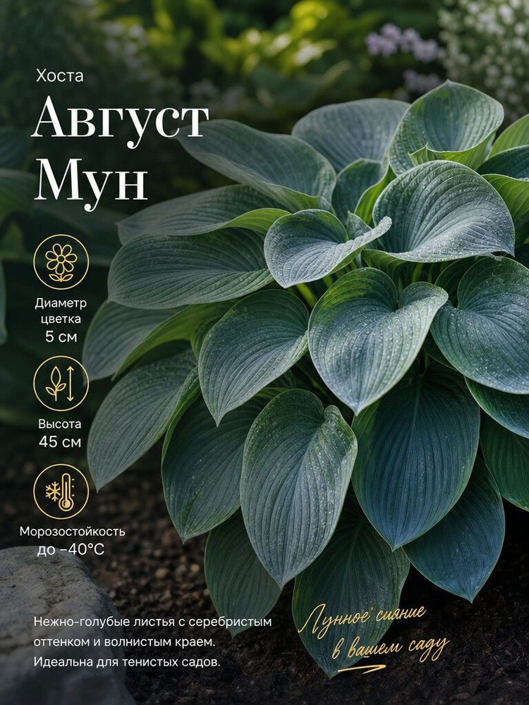 Хоста Август Мун #1