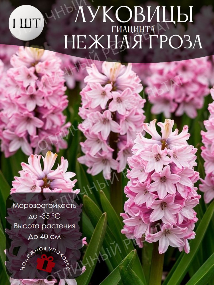 Луковицы Гиацинта #1