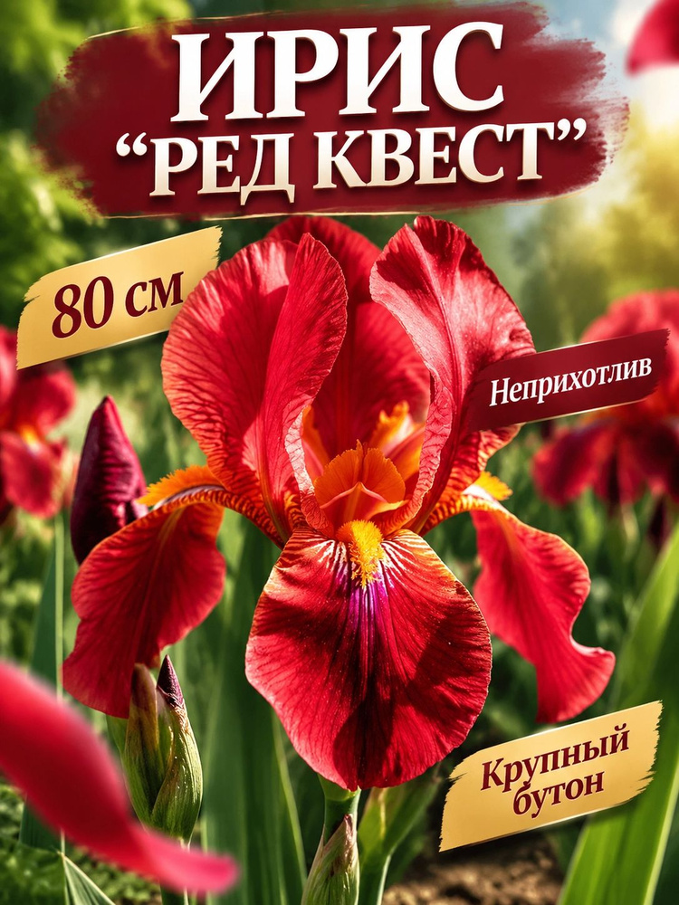 Ирис "Ред Квест" #1
