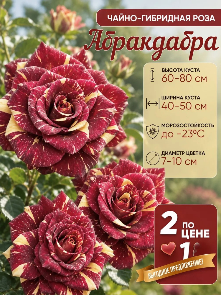 Саженец Роза #1
