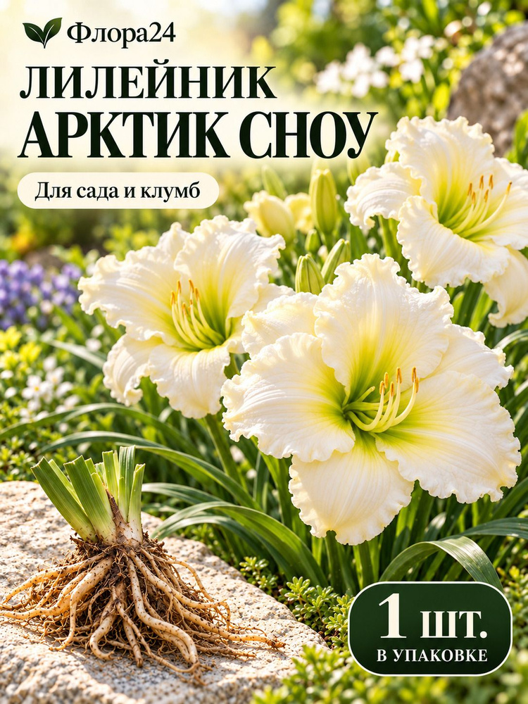 Флора24 Луковицы #1