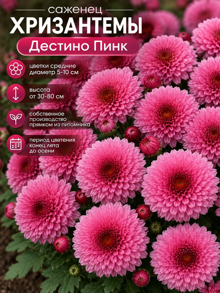 Хризантема мультифлора #1