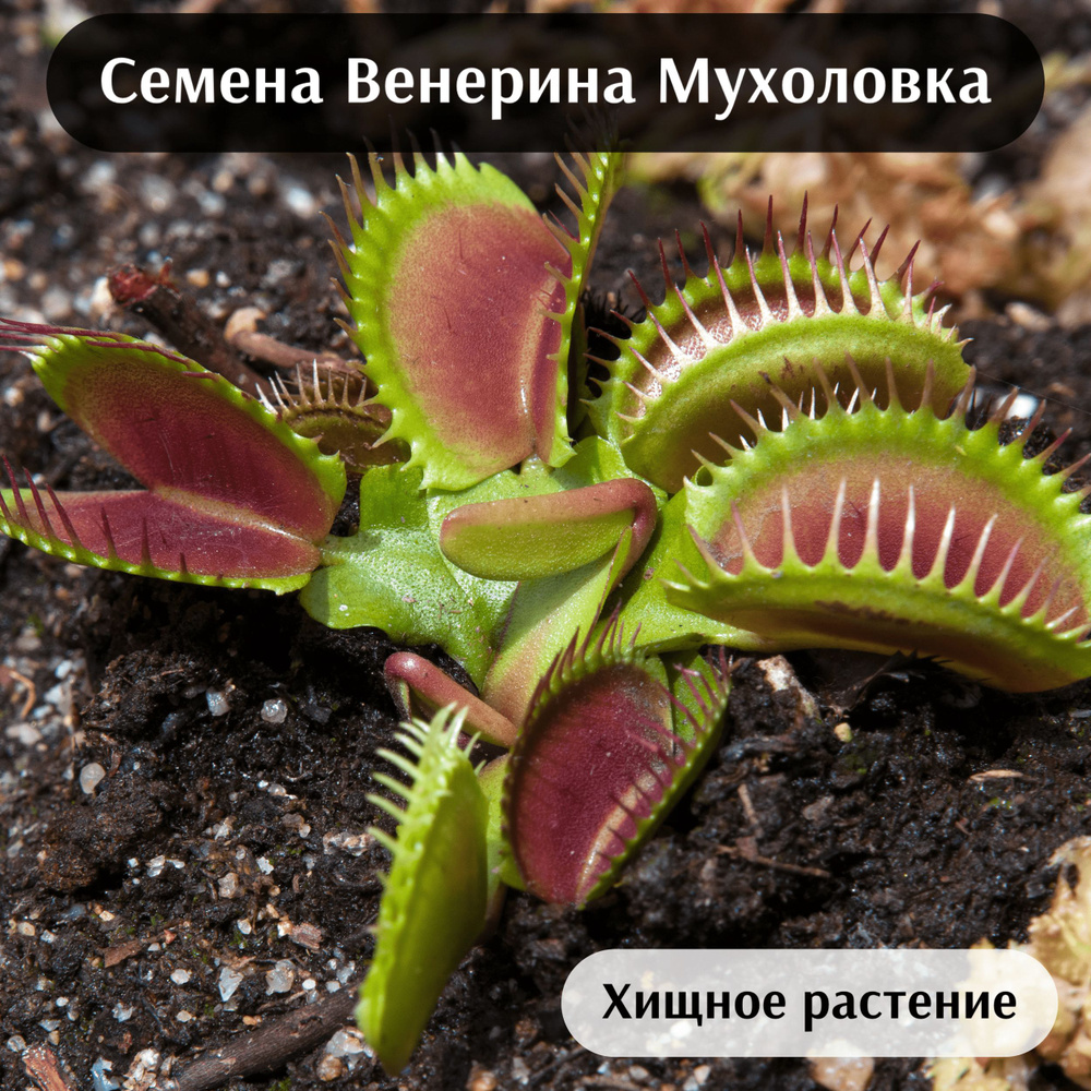Венерина Мухоловка Семена 3шт., хищное растение (Dionaea muscipula)  #1
