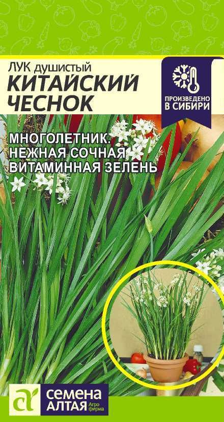 Лук душистый "Китайский Чеснок" семена Алтая для балкона, подоконника и огорода, 0,5 гр  #1