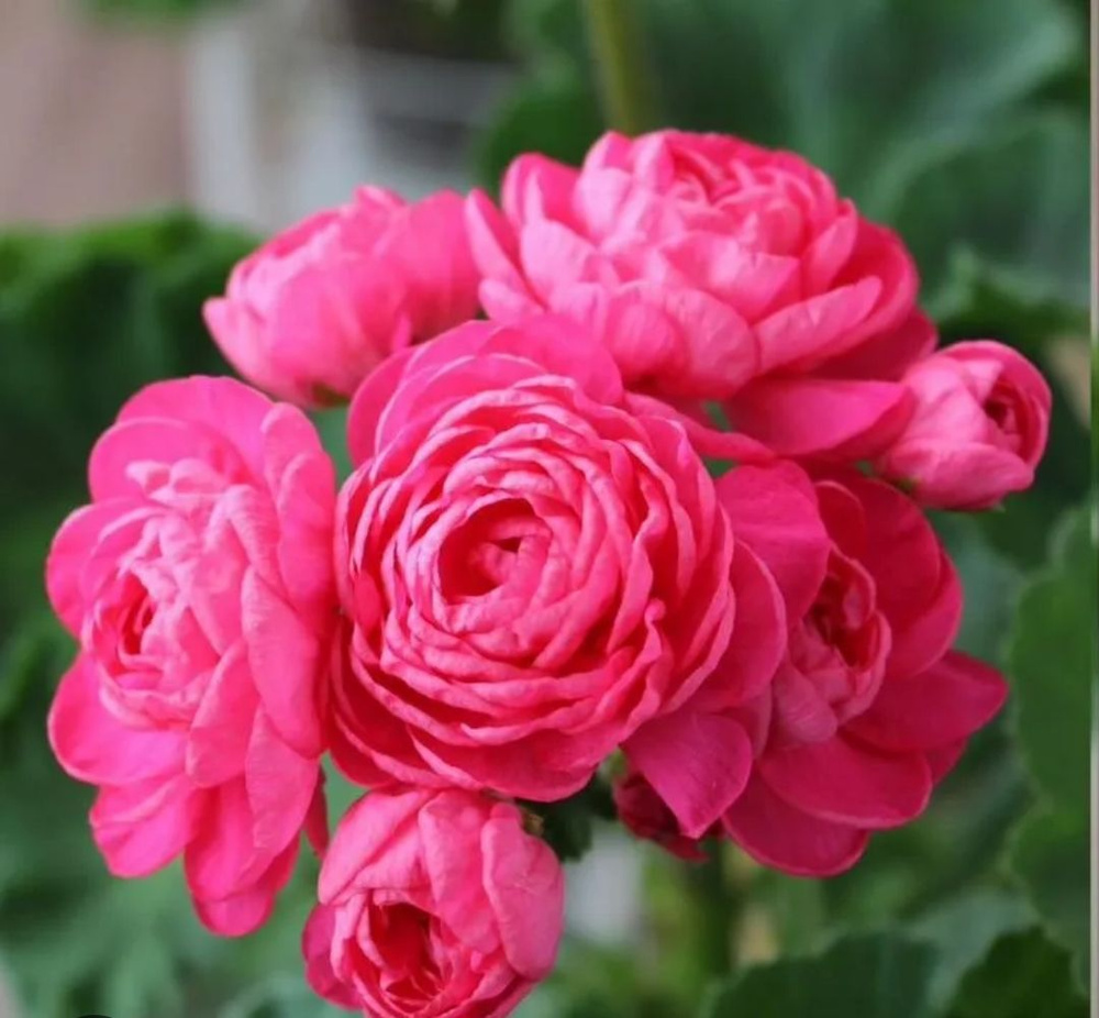 черенок пеларгония Династия Даджи герань розы #1