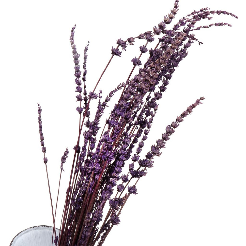 Сухоцветы декоративные фиолетовые, Лаванда #1
