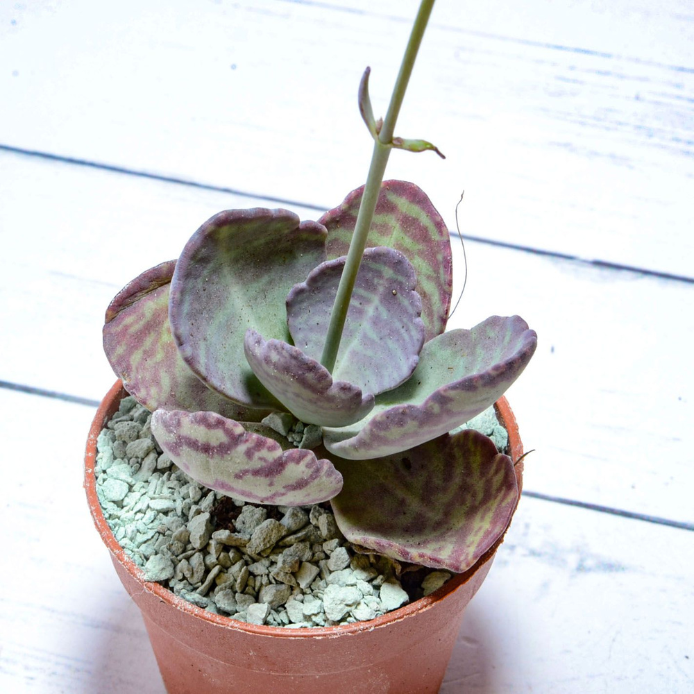 Суккулент Kalanchoe Humilis (Каланхоэ). Диаметр горшка 5 см. Субстрат Succuterra Classic и фирменный #1