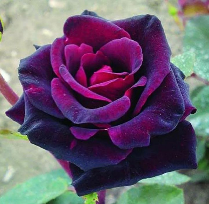 Роза чайно-гибридная Фиджа Негро СЕМЕНА АЛТАЯ - купить с доставкой по ...