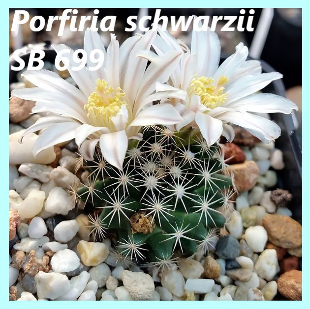 Семена кактуса Маммиллярия Шварца -Mammillaria Porfiria schwarzii SB 699 (10 шт.)  #1