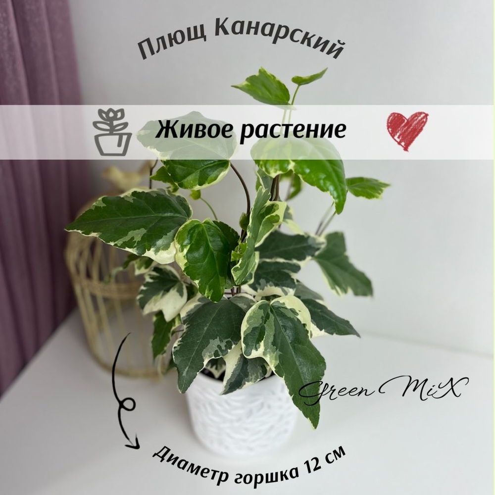 Плющ, Хедера (Hedera Canariensis Variegata), 14 дм - купить по выгодной ...