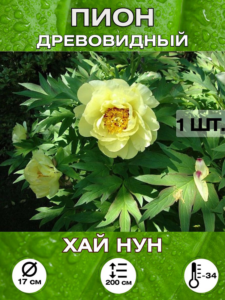 Magic Blooming Garden Семена ,1шт #1