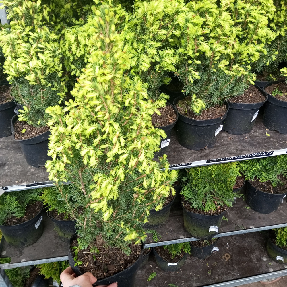 Ель канадская Коника в горшке саженцы - купить с доставкой по выгодным ...