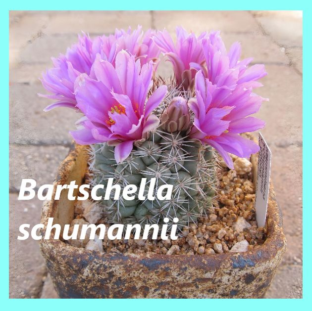 Семена кактуса Маммиллярия- Mammillaria Bartschella schumannii (10 шт.) Раноцветущая.  #1