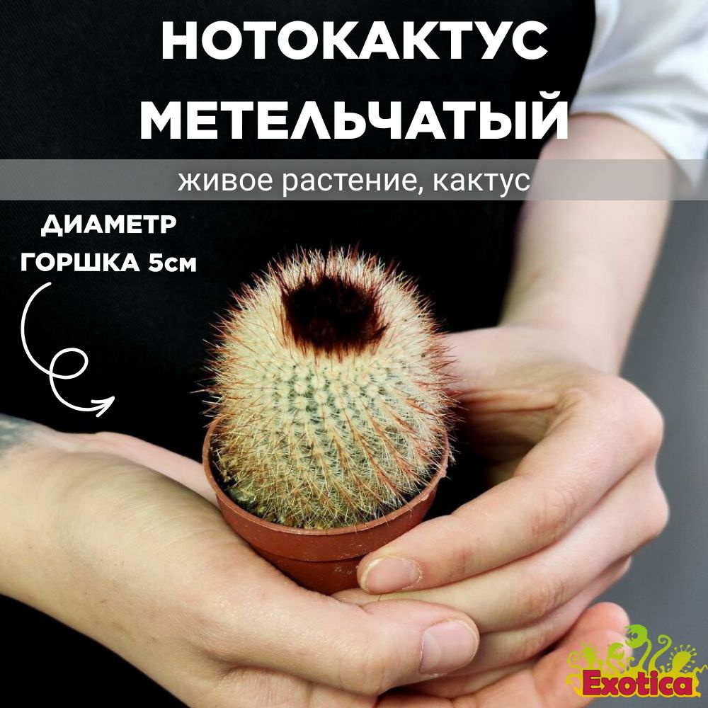 Нотокактус Метельчатый (Notocactus Scopa) D5см #1