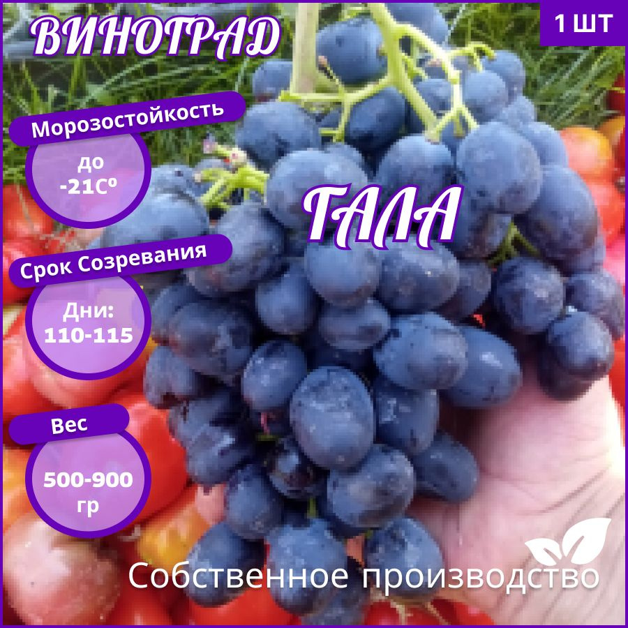 Виноград Гала #1