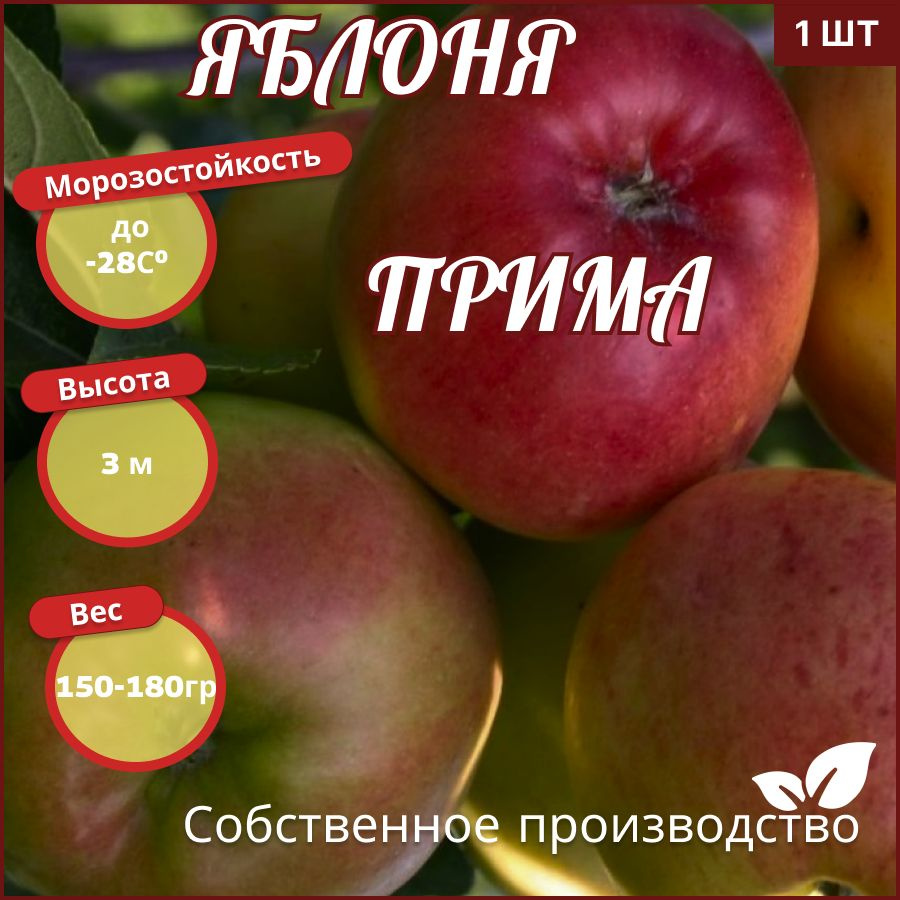 Яблоня Прима #1