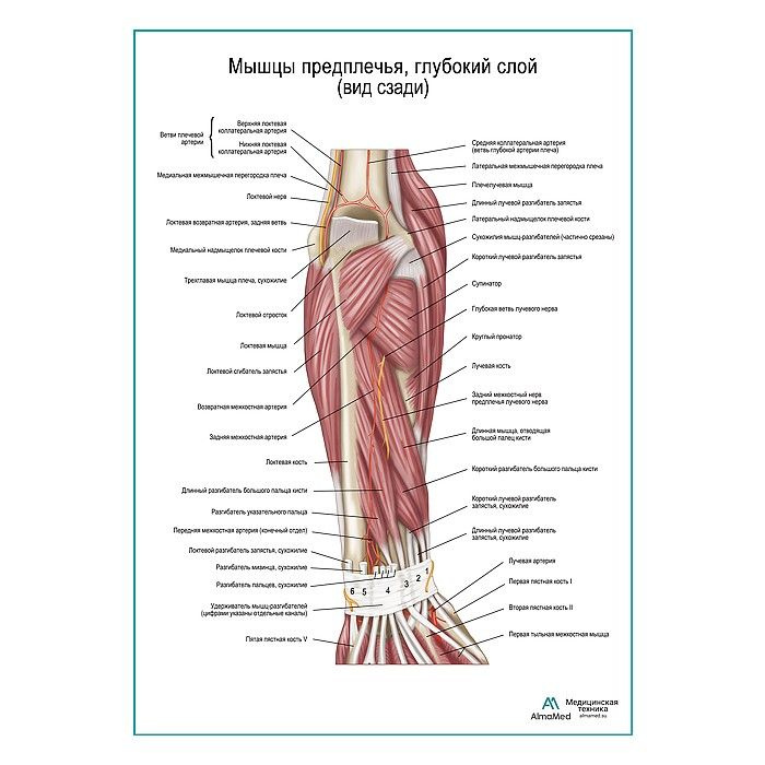 Обучающий плакат "Мышцы предплечья, глубокий слой вид сзади", размер А1+, глянцевая фотобумага от 200г/м2 #1