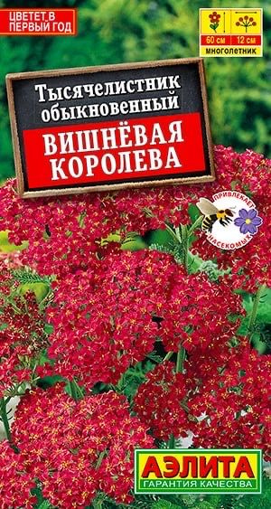 ТЫСЯЧЕЛИСТНИК ВИШНЕВАЯ КОРОЛЕВА. Семена. Вес 0,1 гр. Выносливый многолетник, засухоустойчивый и зимостойкий. #1