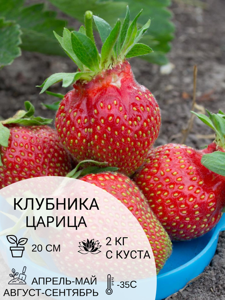 Клубника Царица, саженцы ягодных кустарников крупноплодные и ремонтантные  #1