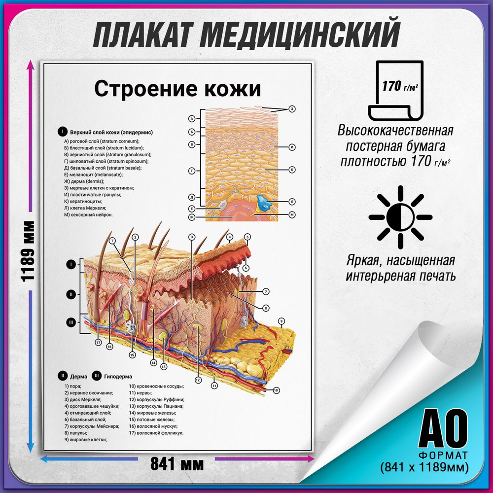 Информационный медицинский плакат "Строение кожи" / А-0 (84x119 см.)  #1