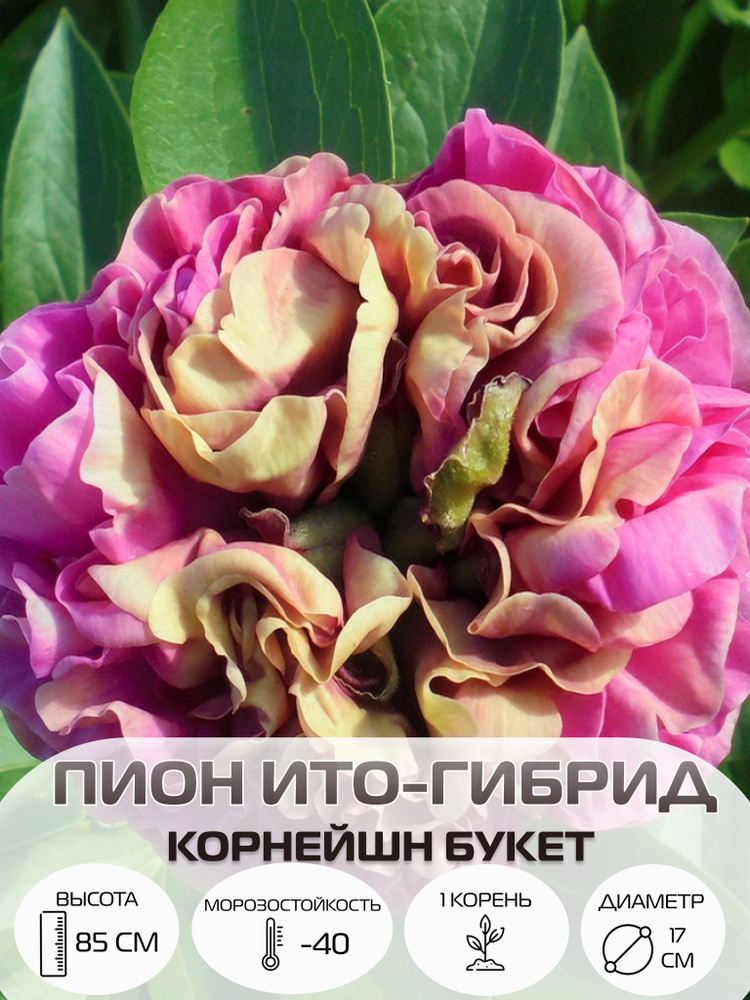 Корень пиона ито-гибрид Корнейшн Букет, многолетние цветы, саженец 1 шт  #1