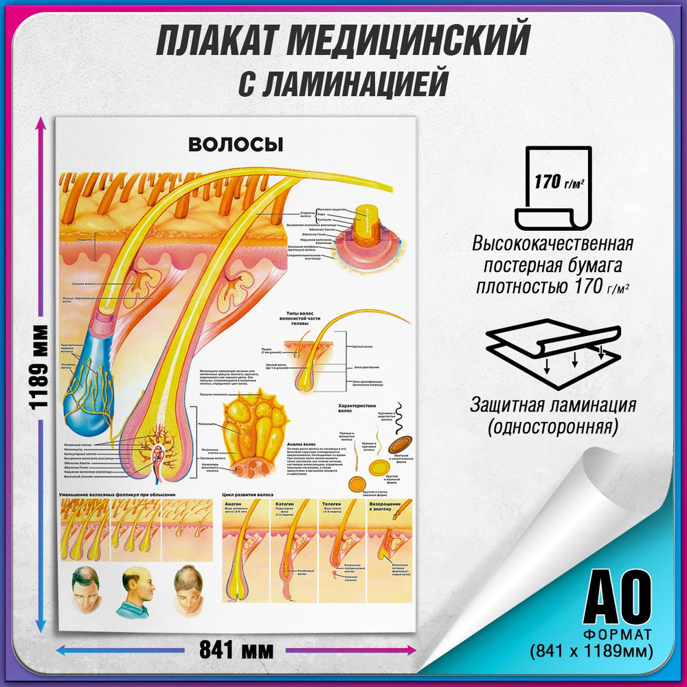 Информационный медицинский плакат "Волосы человека" / ламинированный / А-0 (84x119 см.)  #1