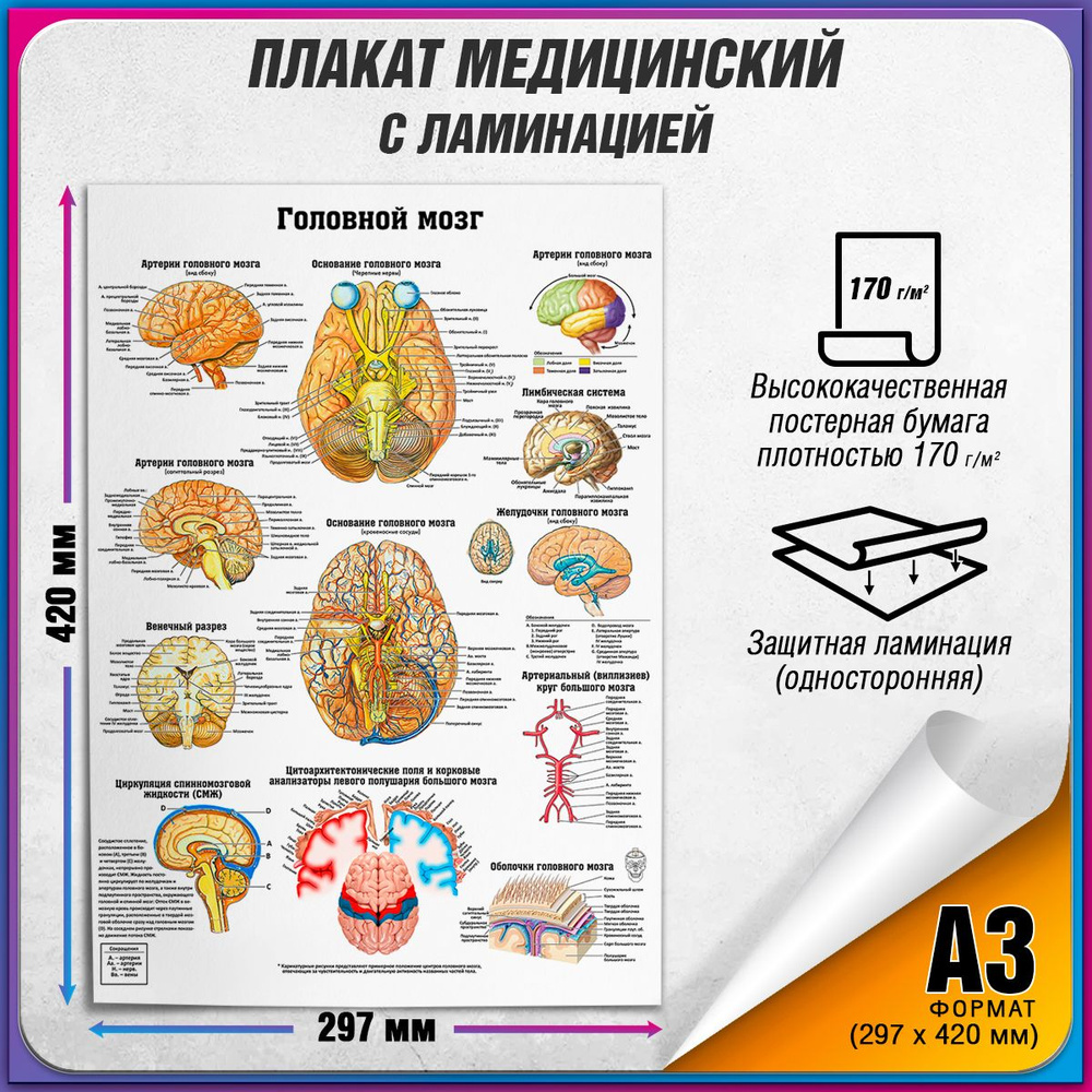 Информационный медицинский плакат "Головной мозг" / ламинированный / А-3 (30x42 см.)  #1