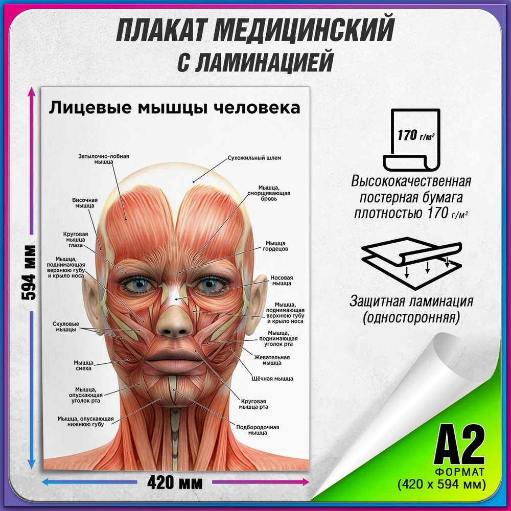 Информационный медицинский плакат "Лицевые мышцы" / ламинированный / А-2 (42x60 см.)  #1