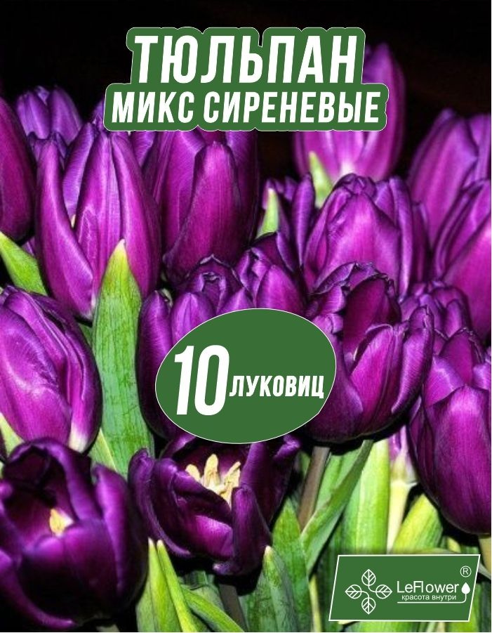 Тюльпан Луковица, Микс сиреневых сортов, 10шт крупные #1