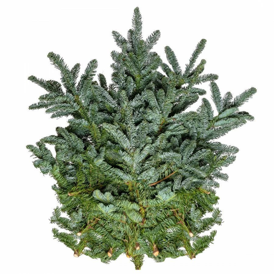 Ветки живой хвои пихты Нобилис - 1 пучок (7-10 веток) купить на OZON по ...