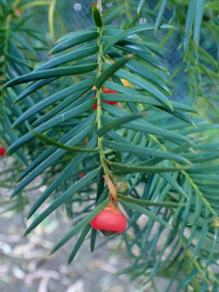 Семена Тис китайский (Taxus chinensis), 5 штук #1